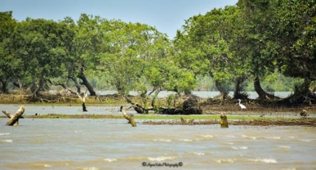 Bichitrapur Mangrove Sanctuary-3